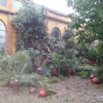 Maltempo: Firenze, danni Orto botanico