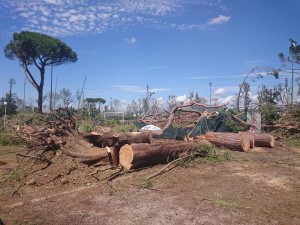 Moltissi alberi crollati all'Anconella