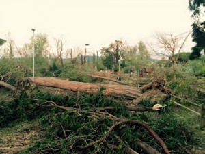 Moltissi alberi crollati all'Anconella