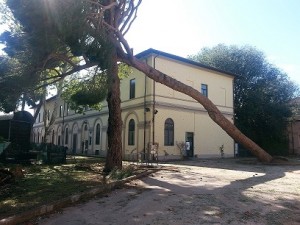 Il pino difronte alla sede di Chille de La Ballanza