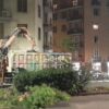 Viale Redi, tagliati 17 pini “contesi”. “Un blitz immotivato” per Italia Nostra – ASCOLTA