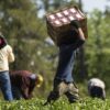 Emergenza caldo e lavoro, l’allarme della Cgil: “Basta chiacchiere, servono ordinanze urgenti e tavoli territoriali su regole e coperture” – ASCOLTA